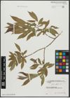 Foto von Salix alba L.